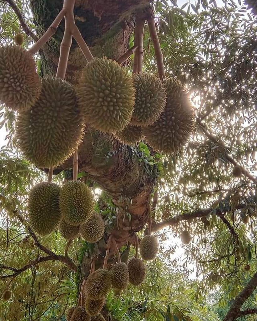 Durian season_Durians Direct 3