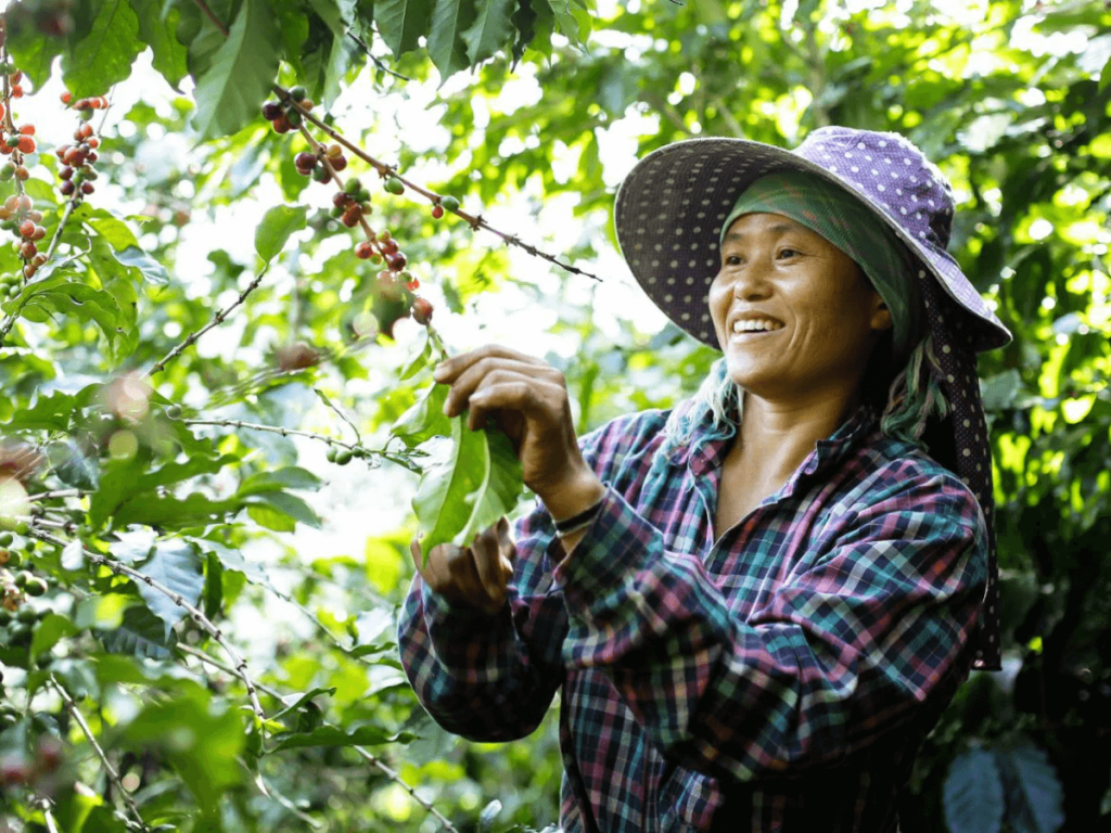 Doi Chaang coffee farmers. Photo: No Harm Done/noharmdone.com