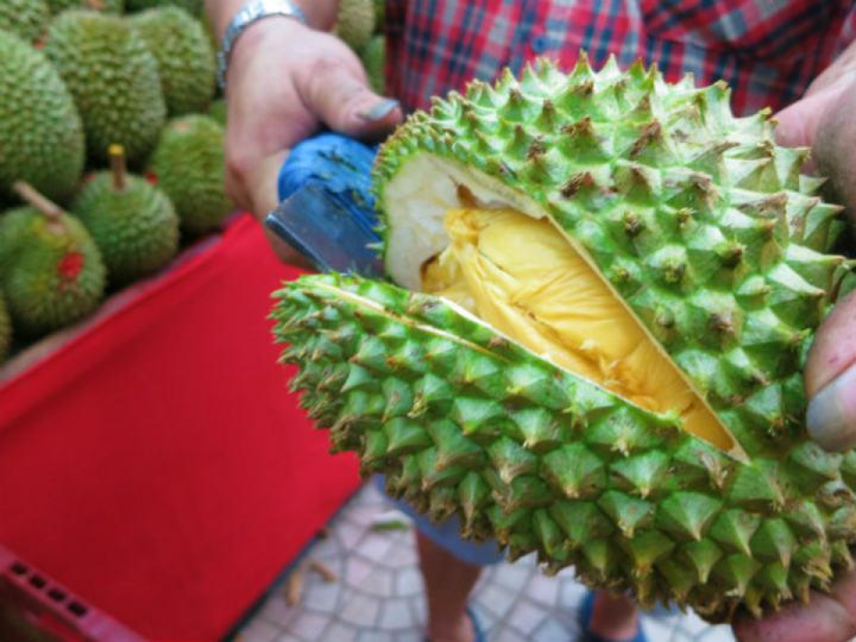 Durian Superstitions of the Yesteryears