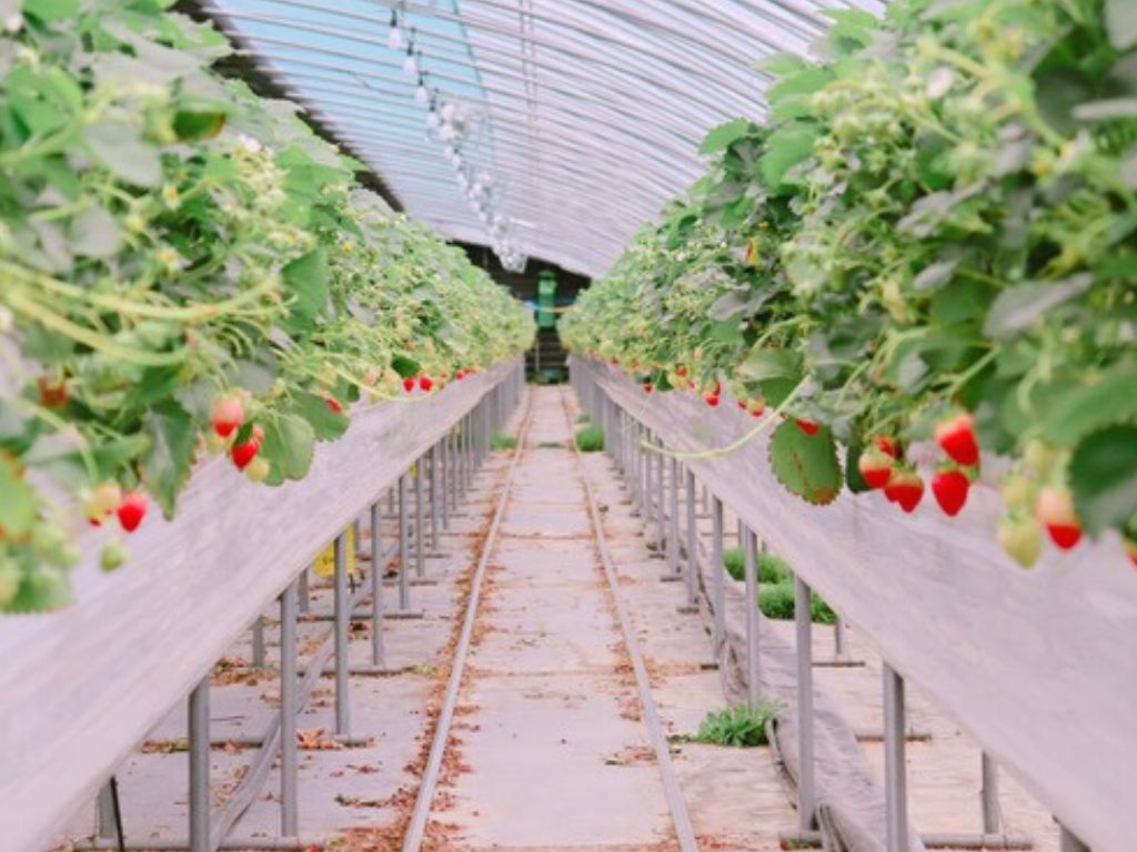 02 ev-liho k-strawberry series-go-reong farms korea-HungryGoWhere