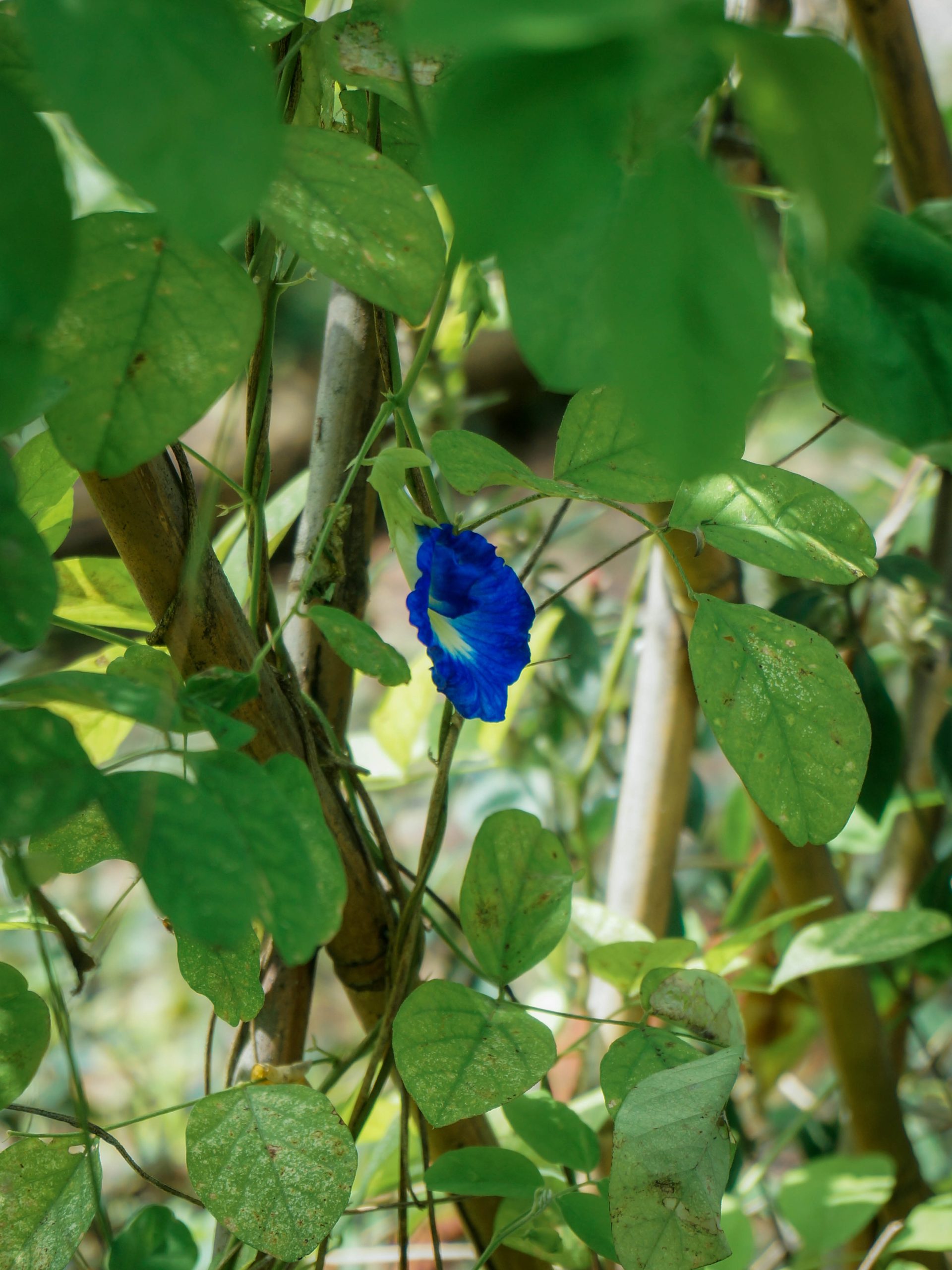 08 gh au balcon - edible garden - HungryGoWhere