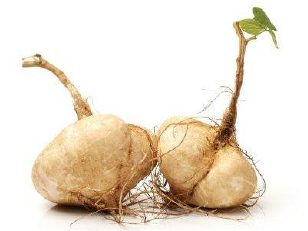 Is Jicama the next Superfood?