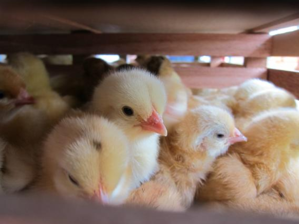 Toh Thye San Farm: Hormone-free chickens