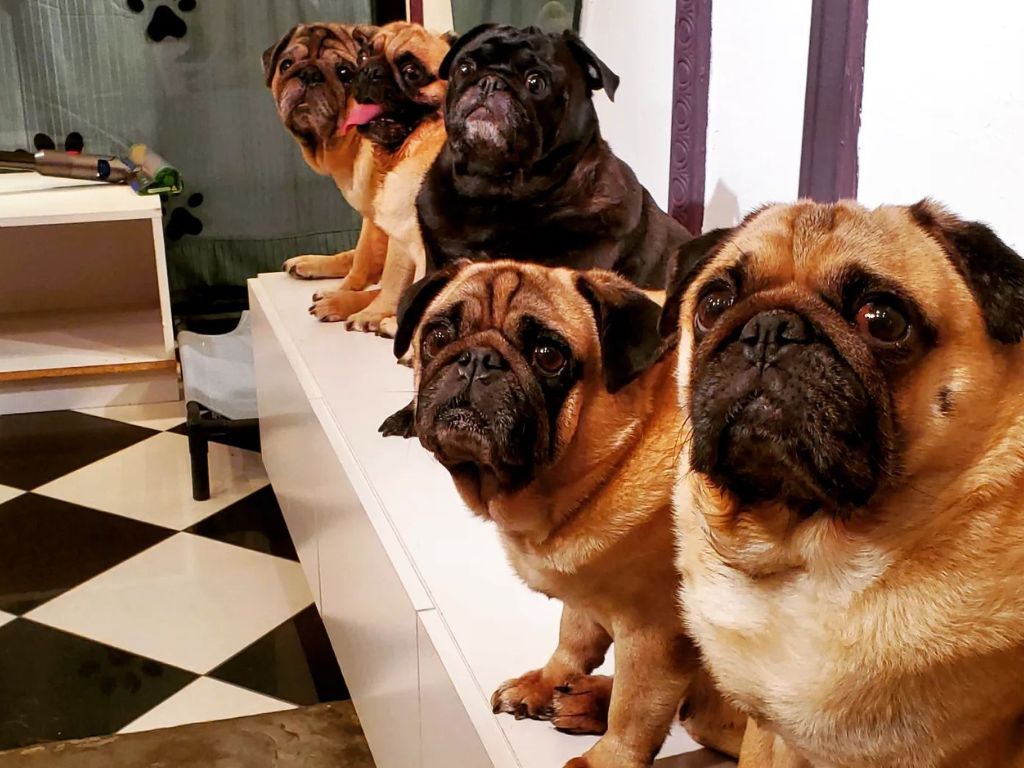 04 ev-fun date spots singapore-restauraunts with activities-what the pug dog cafe-HungryGoWhere