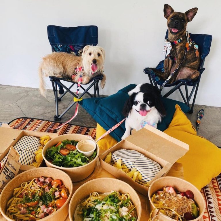 14 petfriendly bars to chill with your dogs HungryGoWhere
