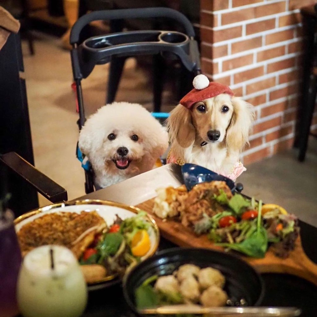 Dog cafes in Singapore