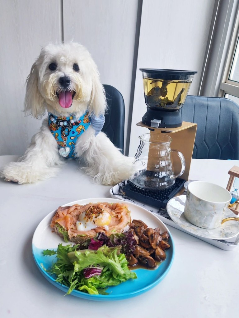 Dog cafes in Singapore