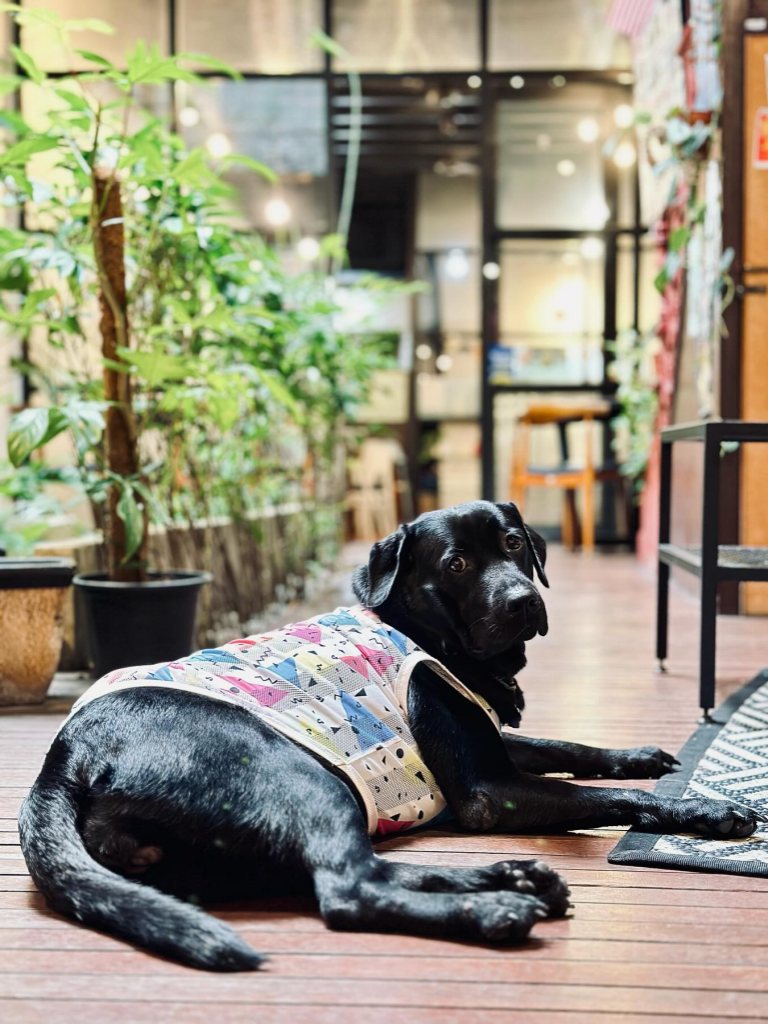 08-rj-cafes in Penang-The Daily Dose Cafe-HungryGoWhere