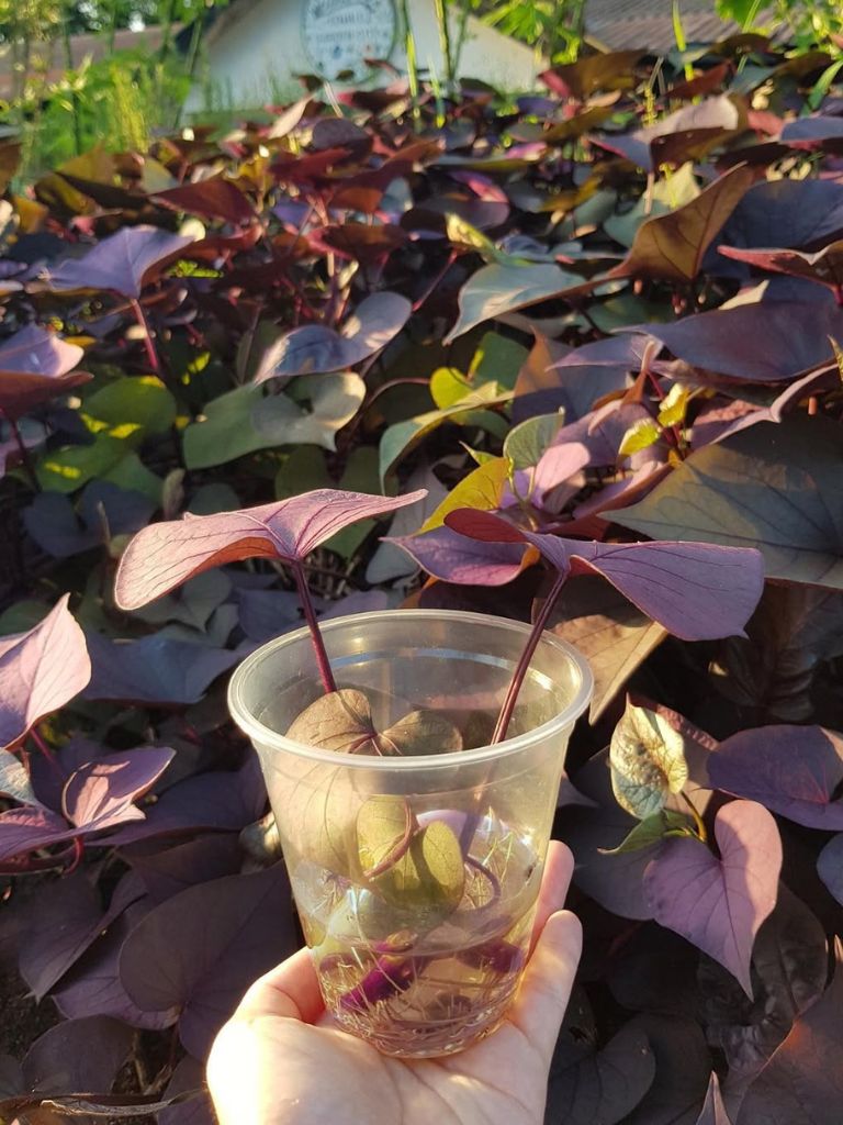 food courses for expiring skillsfuture credit