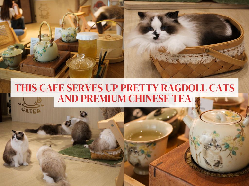 Hang out with pretty ragdoll cats at Catea, while sipping on premium Chinese tea