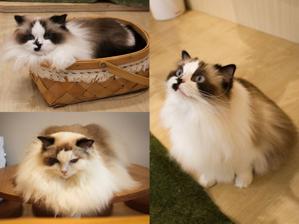 catea