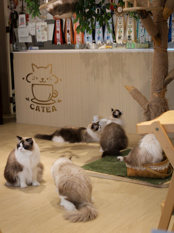 catea