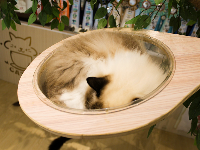 catea