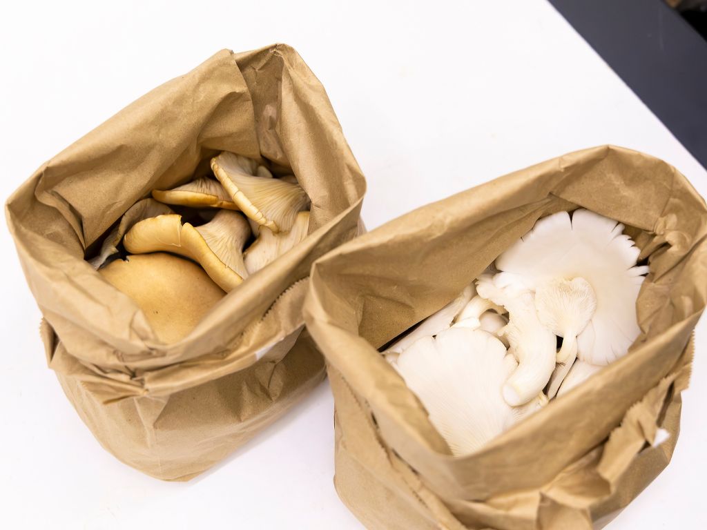 Some of the cafe’s mushrooms are supplied from Mushroom Buddies. Photo: Koh Mui Fong/HungryGoWhere creamier ice cream singapore